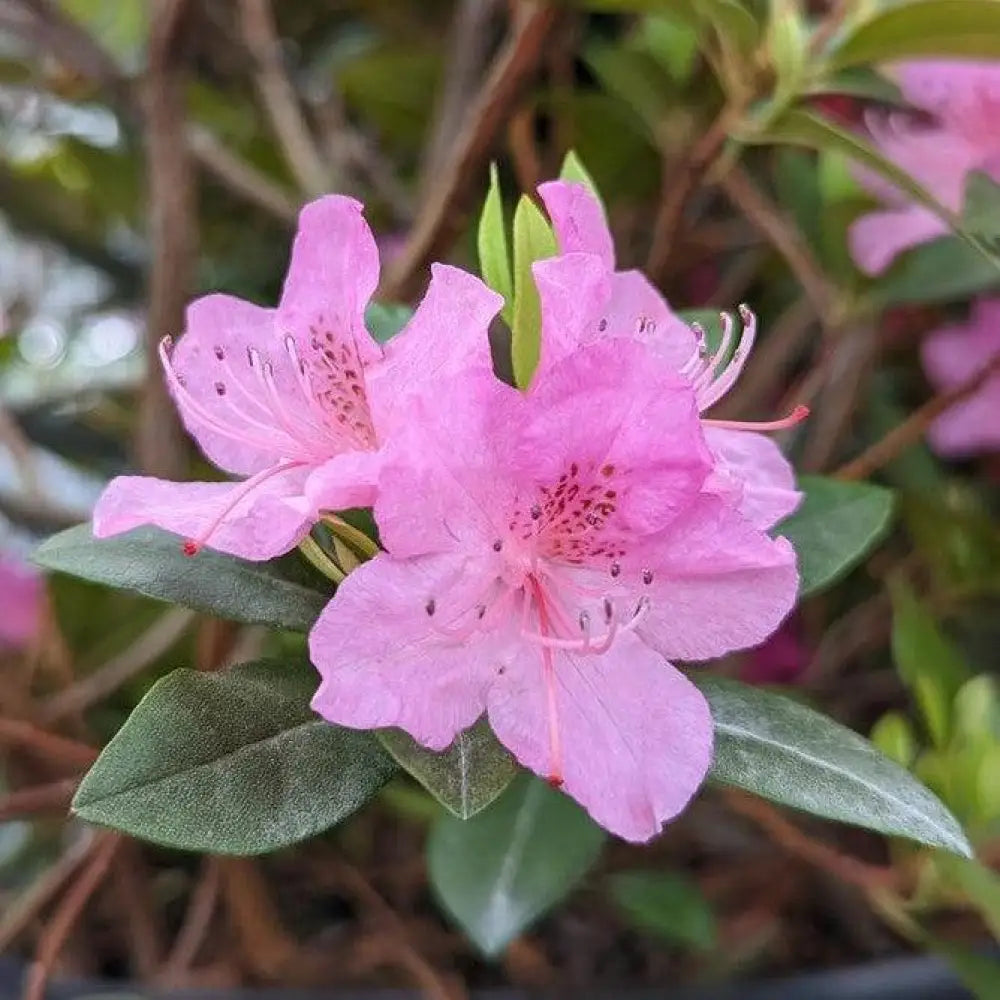 Olga Mezitt Rhododendron Shrub