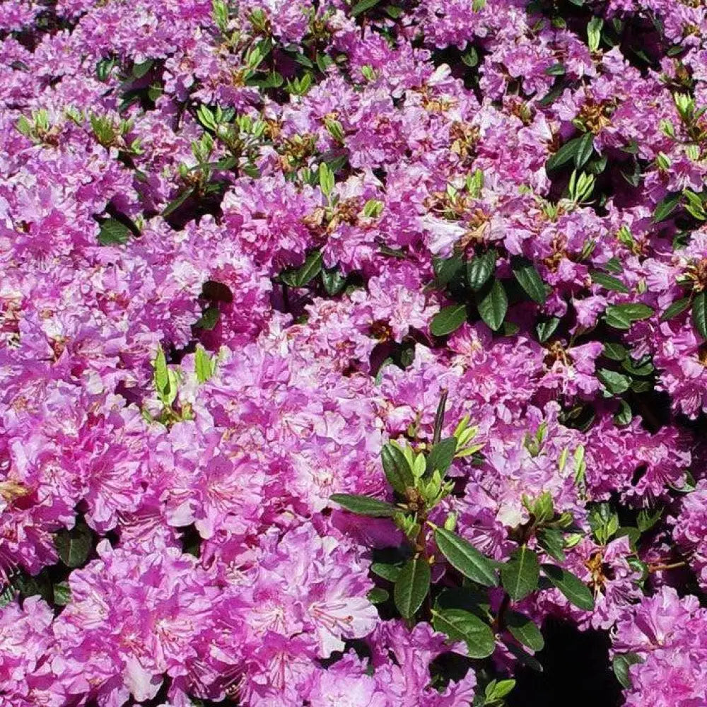 Olga Mezitt Rhododendron Shrub
