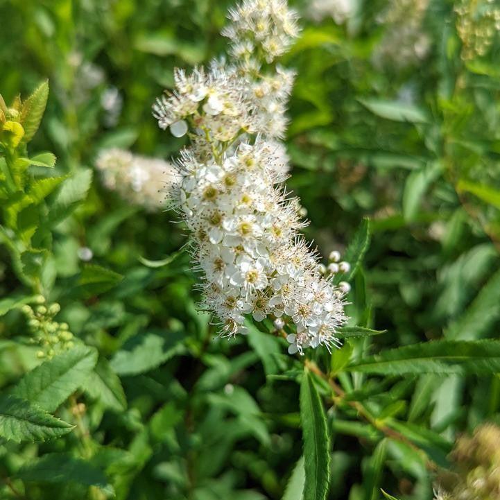 Spiraea alba var. latifolia  - White Meadowsweet