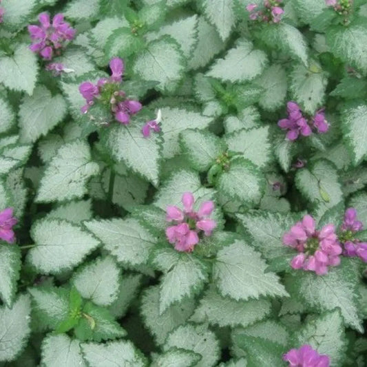 Orchid Frost Deadnettle 1 GALLON Perennial