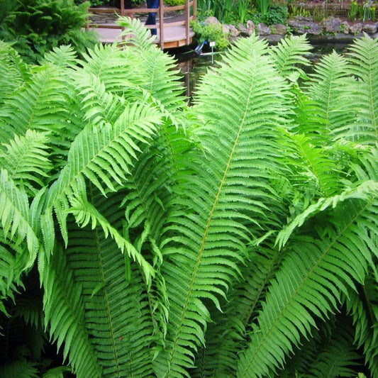 Ostrich Fern Fern