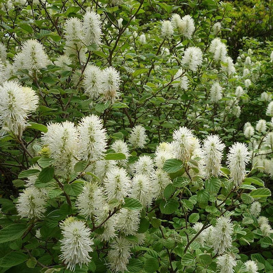 Fothergilla