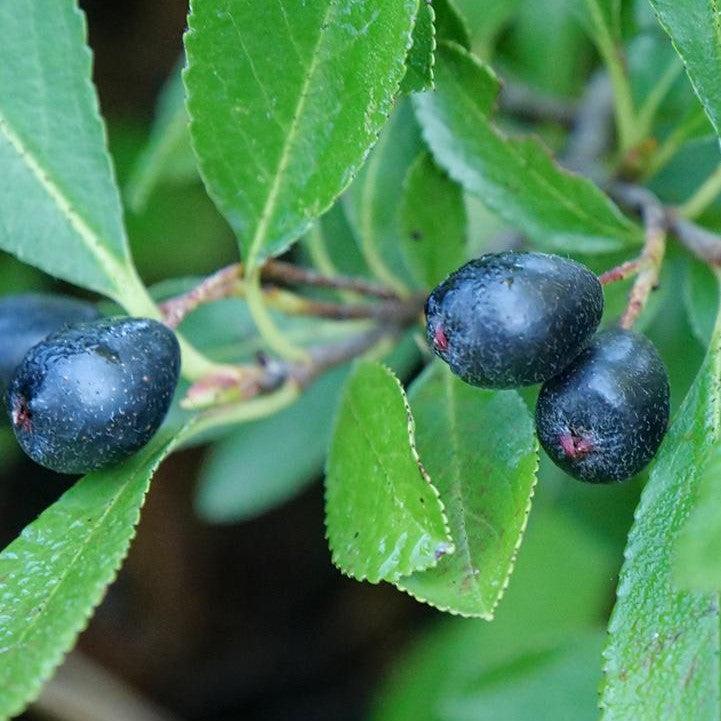 Aronia melanocarpa 'UCONNAM012'  - PW® Ground Hug® Aronia