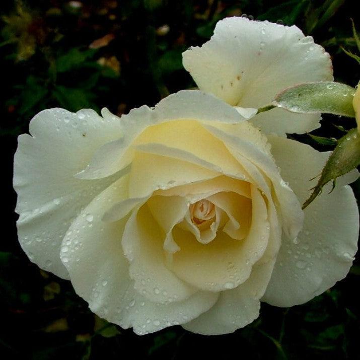 Rosa 'BAInest'  - First Editions® The Finest™ Rose