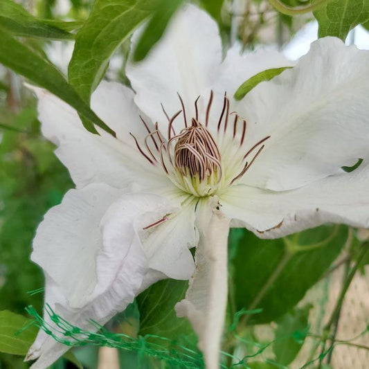 Hyde Hall™ Clematis