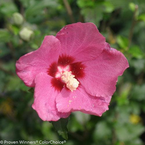 Lil' Kim® Red Hibiscus