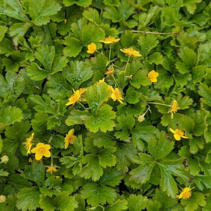 Geum fragarioides  - Barren Strawberry
