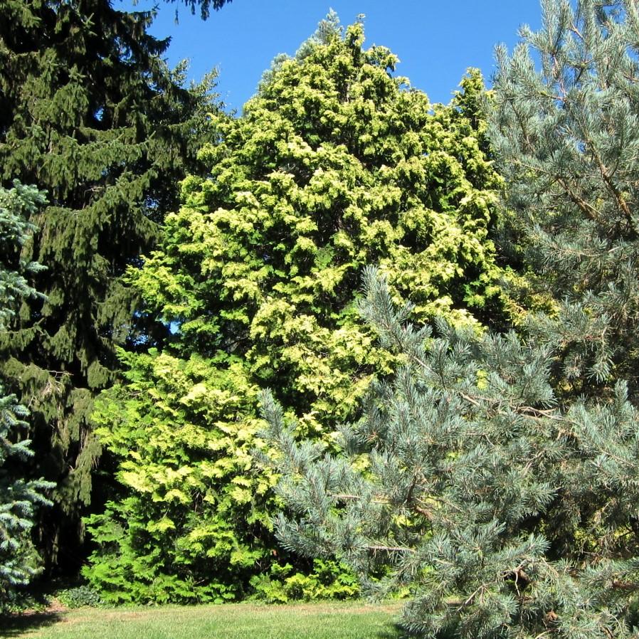 Golden Hinoki False Cypress