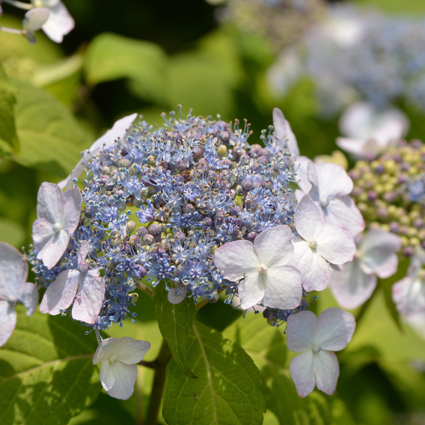 Hydrangea serrata 'Blue Billow'  - Blue Billow Hydrangea