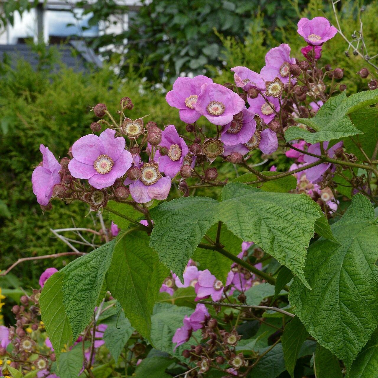 Rubus odoratus  - Flowering Raspberry