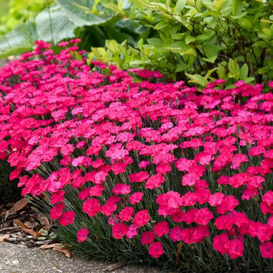 Paint the Town Magenta Dianthus 1 GALLON Perennial