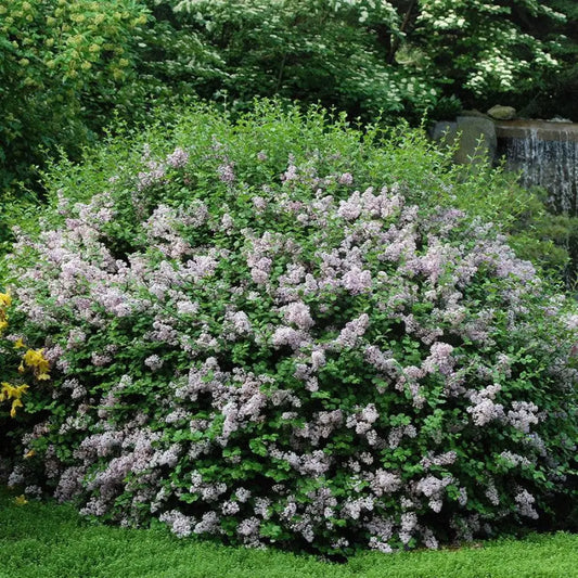 Palibin Korean Lilac Shrub