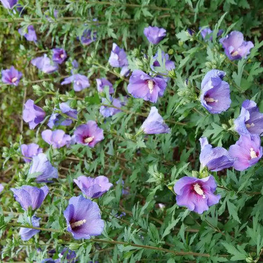 Paraplu Violet® Rose of Sharon 2 GALLON Perennial