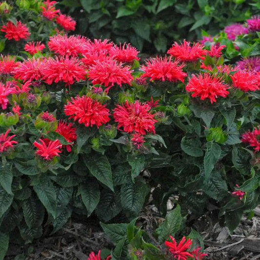 Pardon My Cerise Bee Balm 1 GALLON Perennial