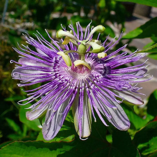 Passion Flower Maypop 3 GALLON Perennial