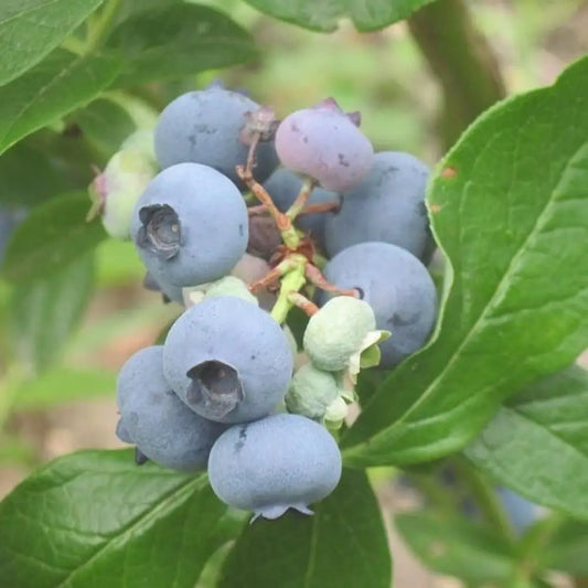 Patriot Highbush Blueberry Shrub