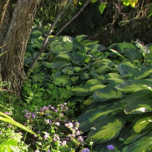 Paul’s Glory Hosta 1 GALLON Perennial