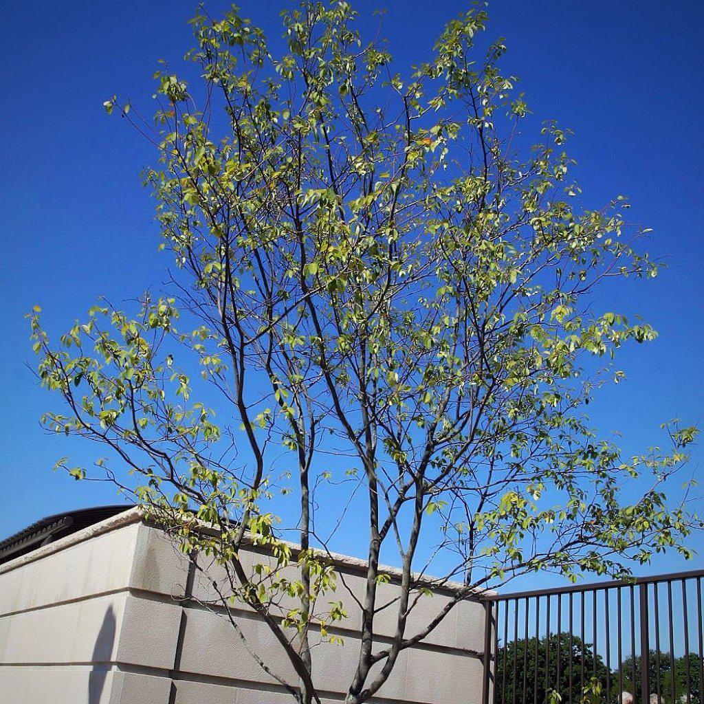 Autumn Brilliance Apple Serviceberry