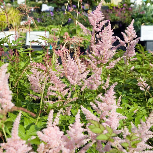 Peach Blossom Japanese Astilbe 1 GALLON Perennial