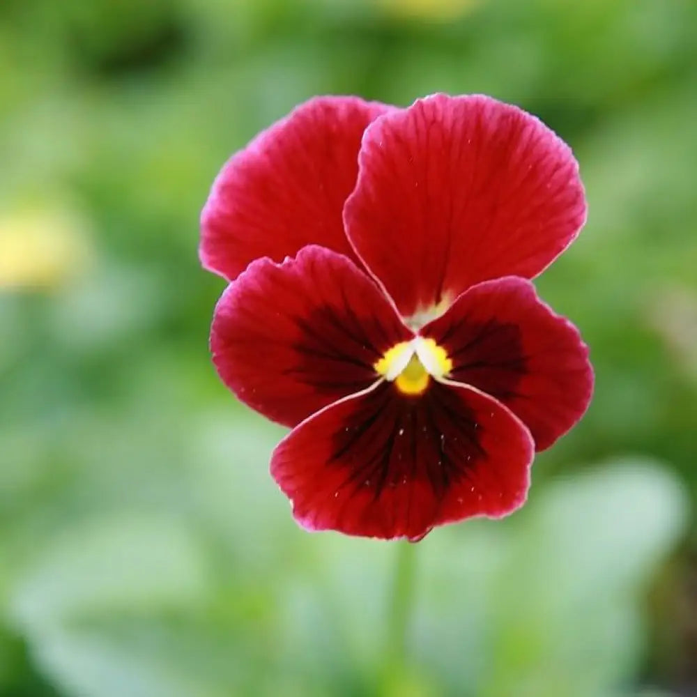 Penny™ Red Blotch Viola 1 GALLON Annual