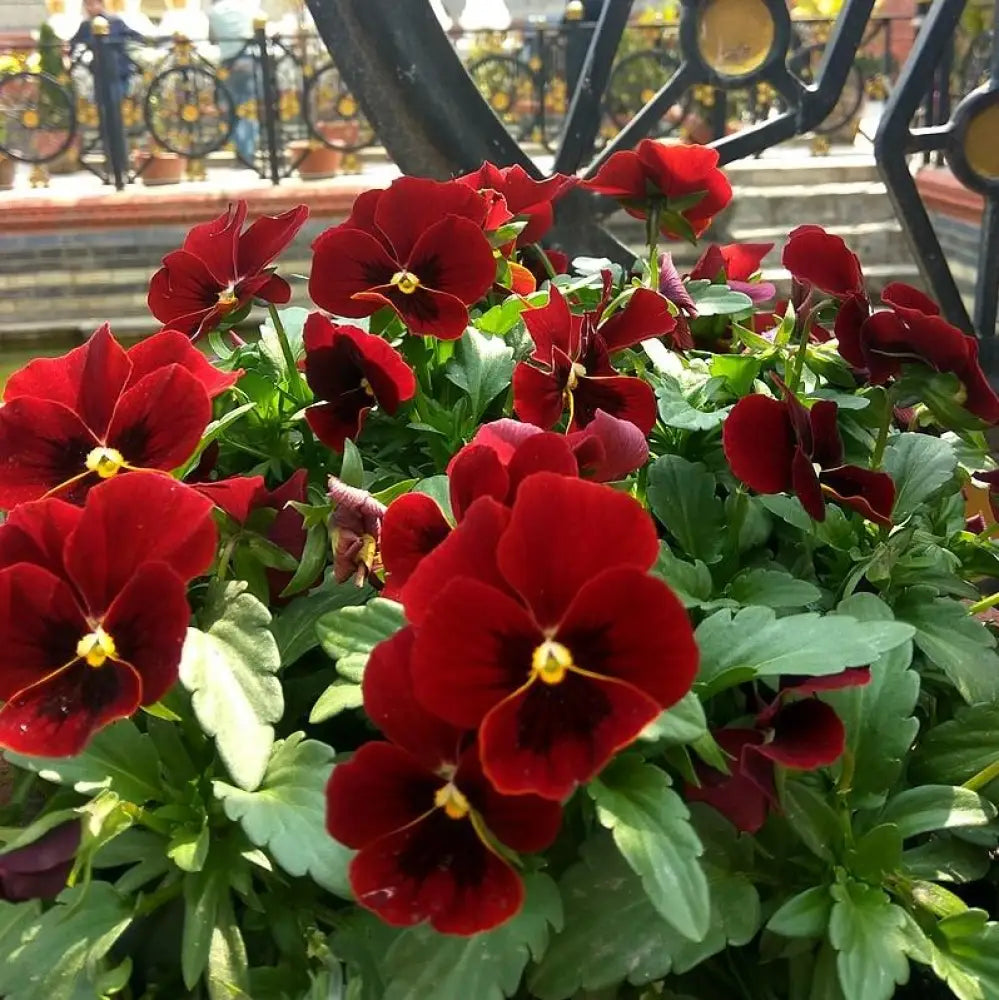 Penny™ Red Blotch Viola 1 GALLON Annual