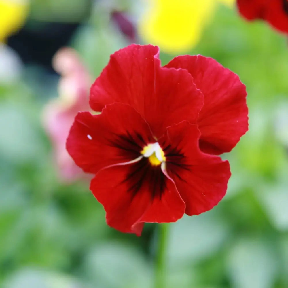 Penny™ Red Blotch Viola 1 GALLON Annual