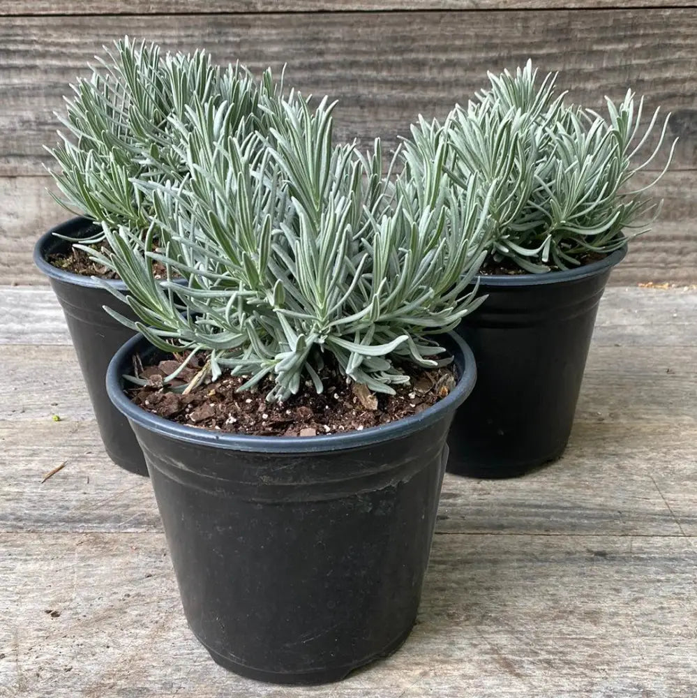Phenomenal® Lavender Lavadin Perennial