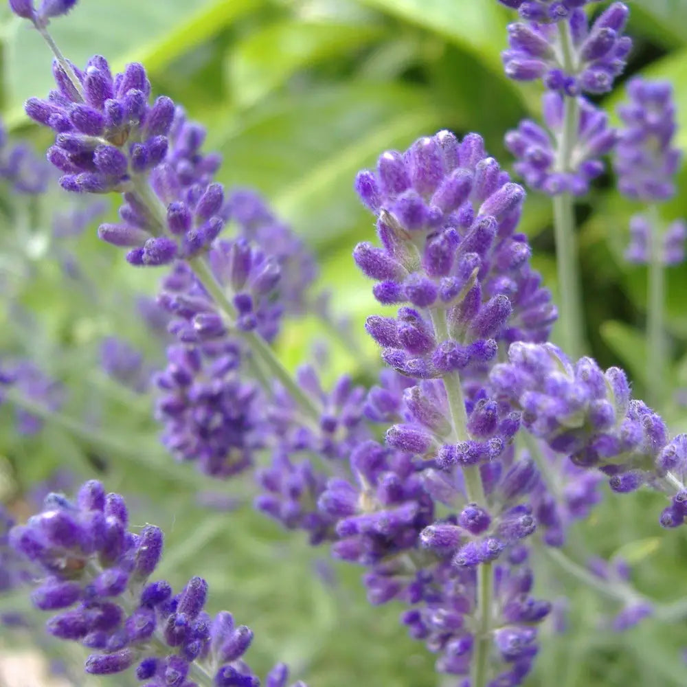Phenomenal® Lavender Lavadin Perennial