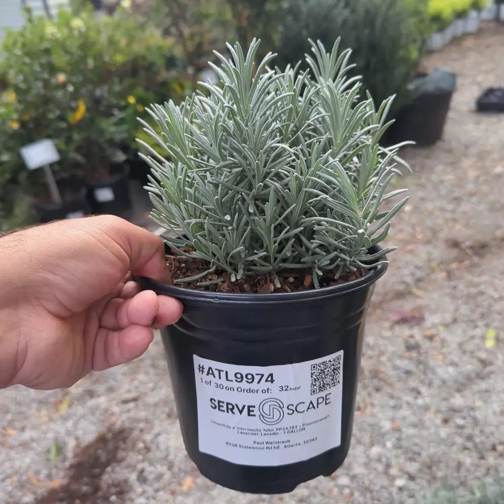 Phenomenal® Lavender Lavadin Perennial