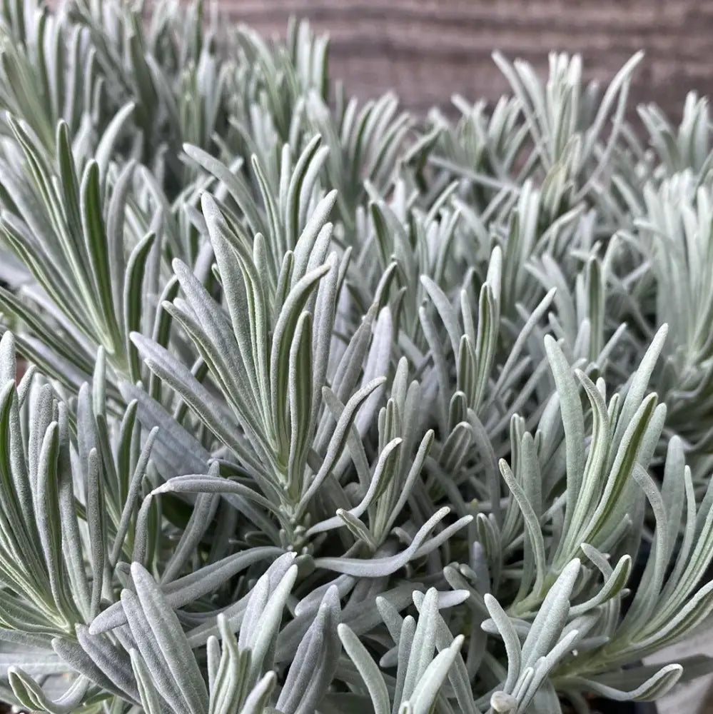 Phenomenal® Lavender Lavadin Perennial