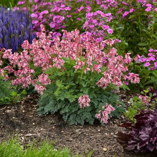 Pink Diamonds Bleeding Heart 1 GALLON Perennial