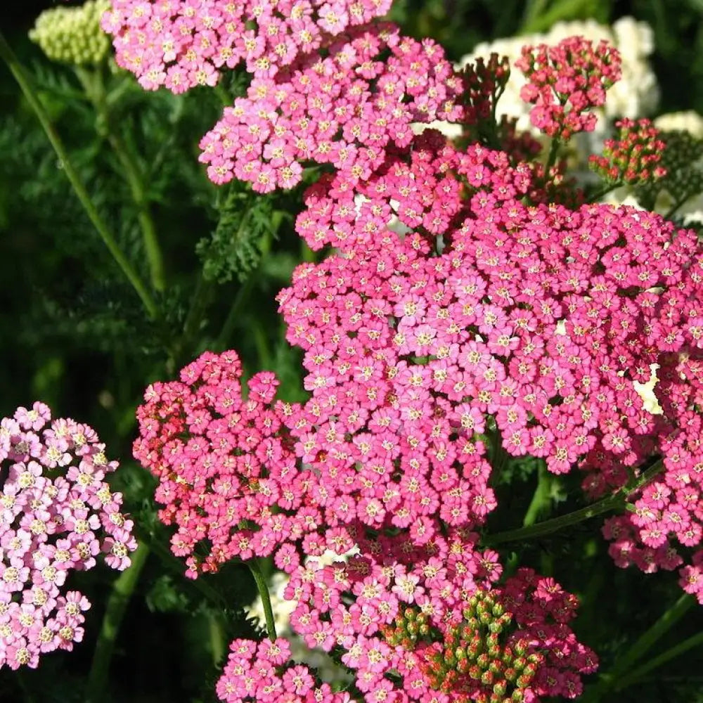Pink Grapefruit Yarrow 2 GALLON Perennial