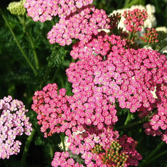 Pink Grapefruit Yarrow 2 GALLON Perennial