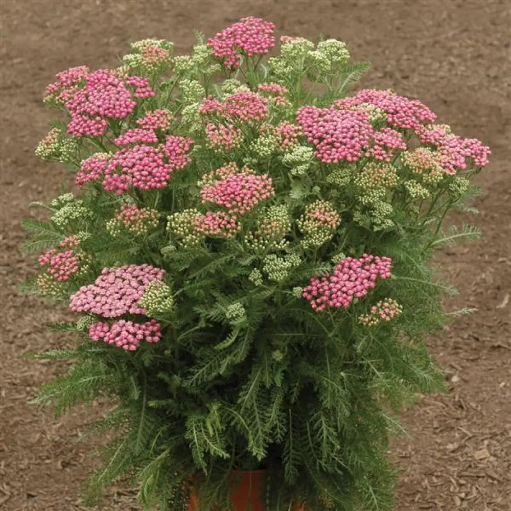 Pink Grapefruit Yarrow 2 GALLON Perennial