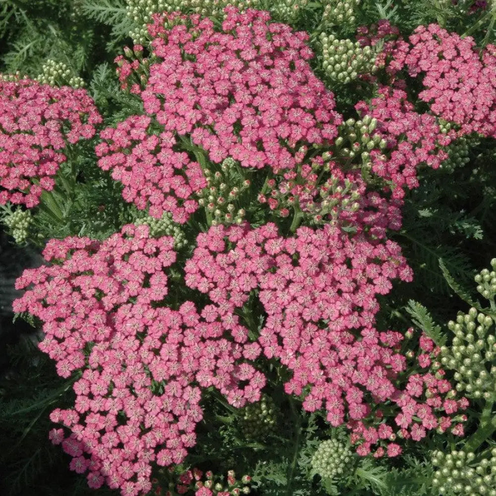 Pink Grapefruit Yarrow 2 GALLON Perennial