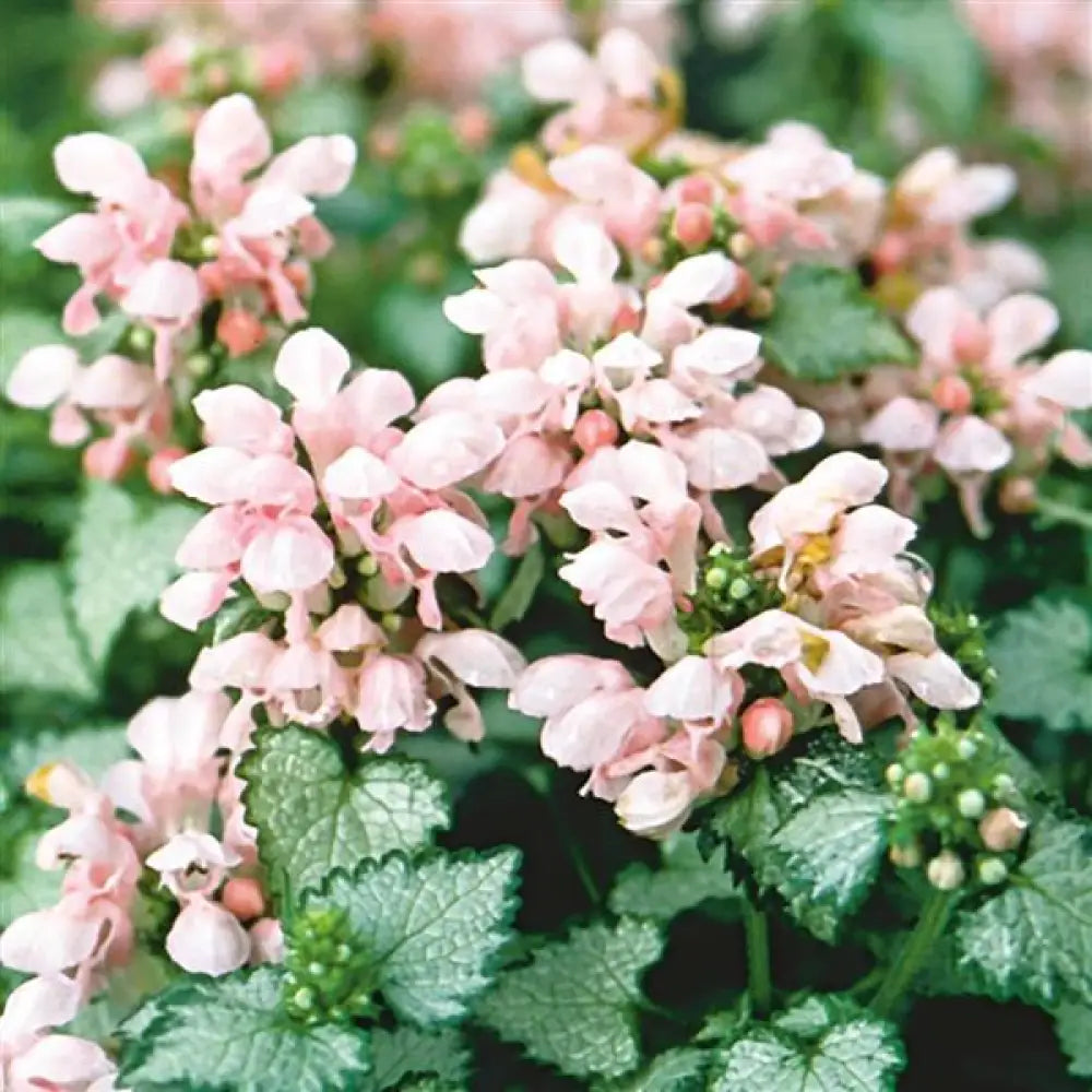 Pink Pewter Deadnettle 1 GALLON Perennial