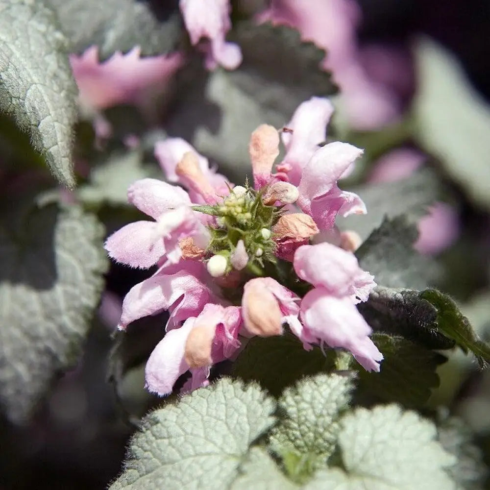Pink Pewter Deadnettle 1 GALLON Perennial