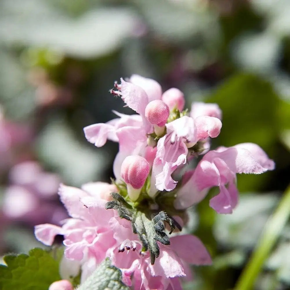 Pink Pewter Deadnettle 1 GALLON Perennial