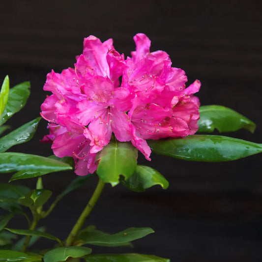 Pink Rosebay Rhododendron Shrub