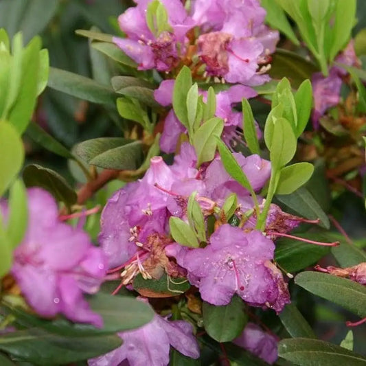 PJM Elite Rhododendron Shrub