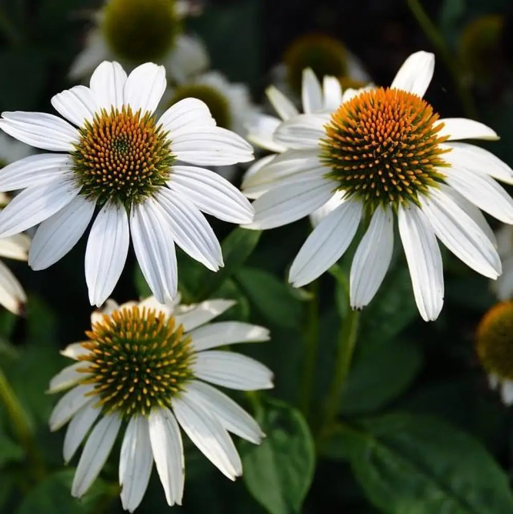 PowWow® White Echinacea Coneflower Perennial