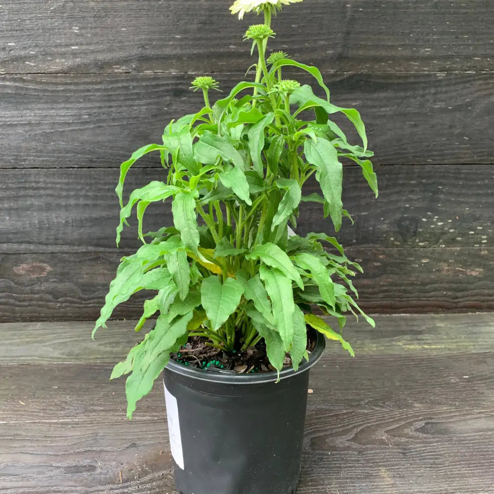 PowWow® White Echinacea Coneflower Perennial
