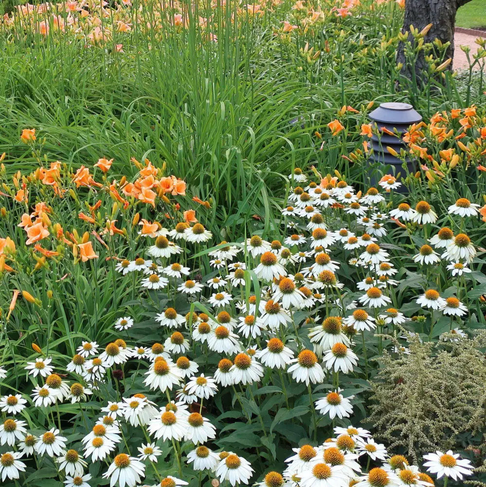 PowWow® White Echinacea Coneflower Perennial