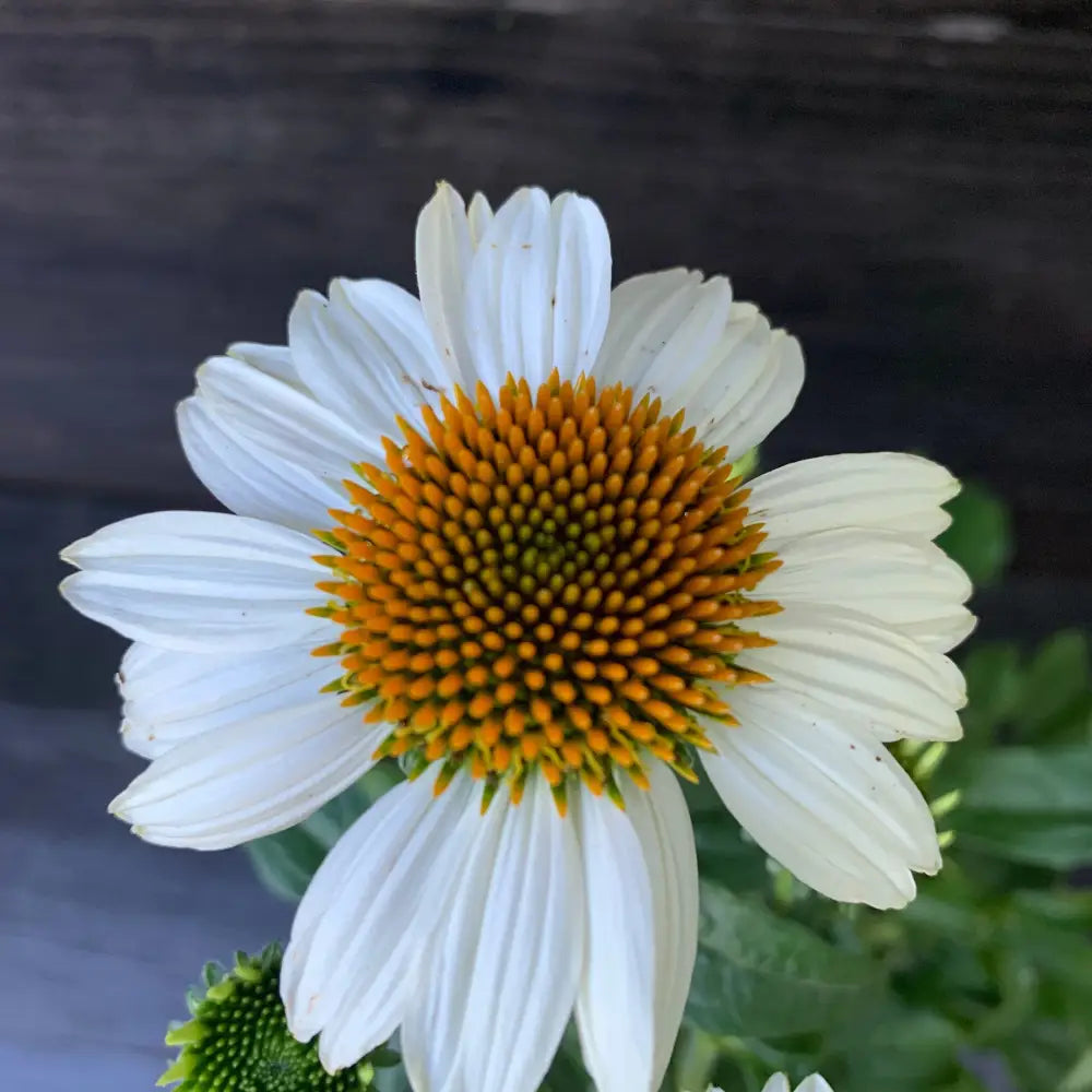 PowWow® White Echinacea Coneflower Perennial