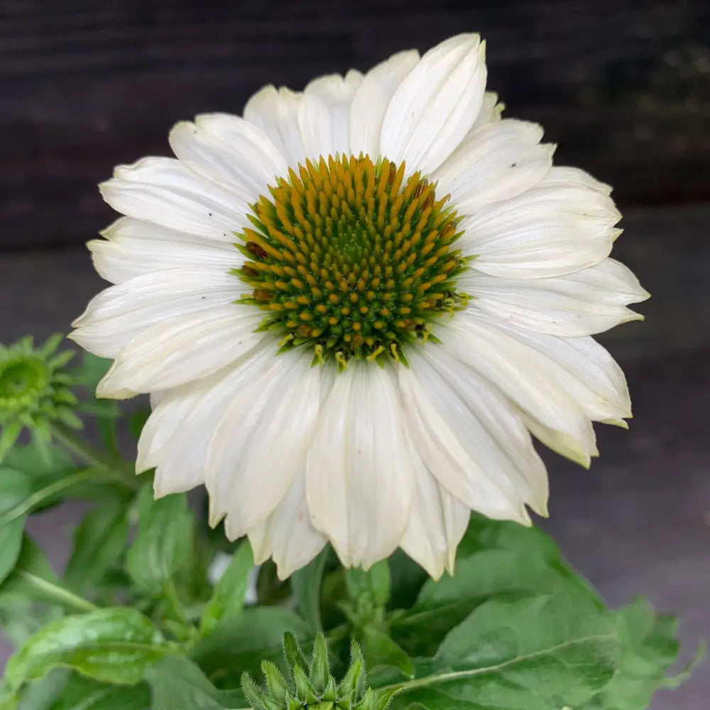 PowWow® White Echinacea Coneflower Perennial