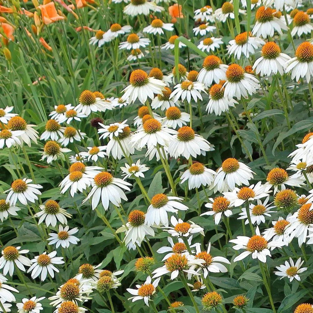 PowWow® White Echinacea Coneflower Perennial