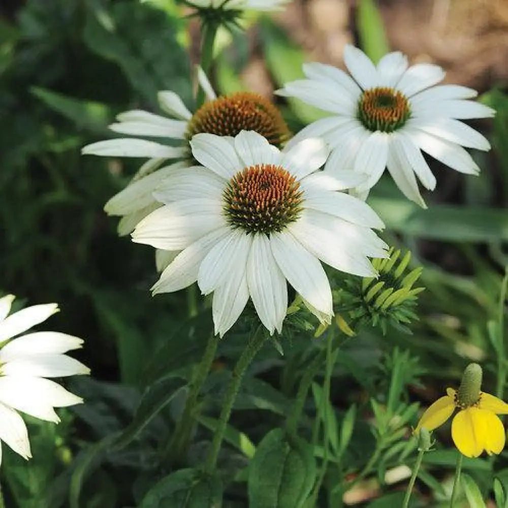 PowWow® White Echinacea Coneflower Perennial