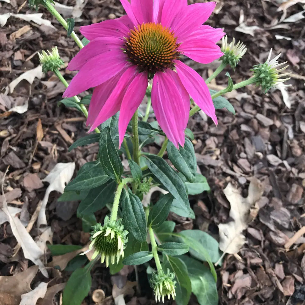 PowWow® Wild Berry Echinacea Coneflower Perennial