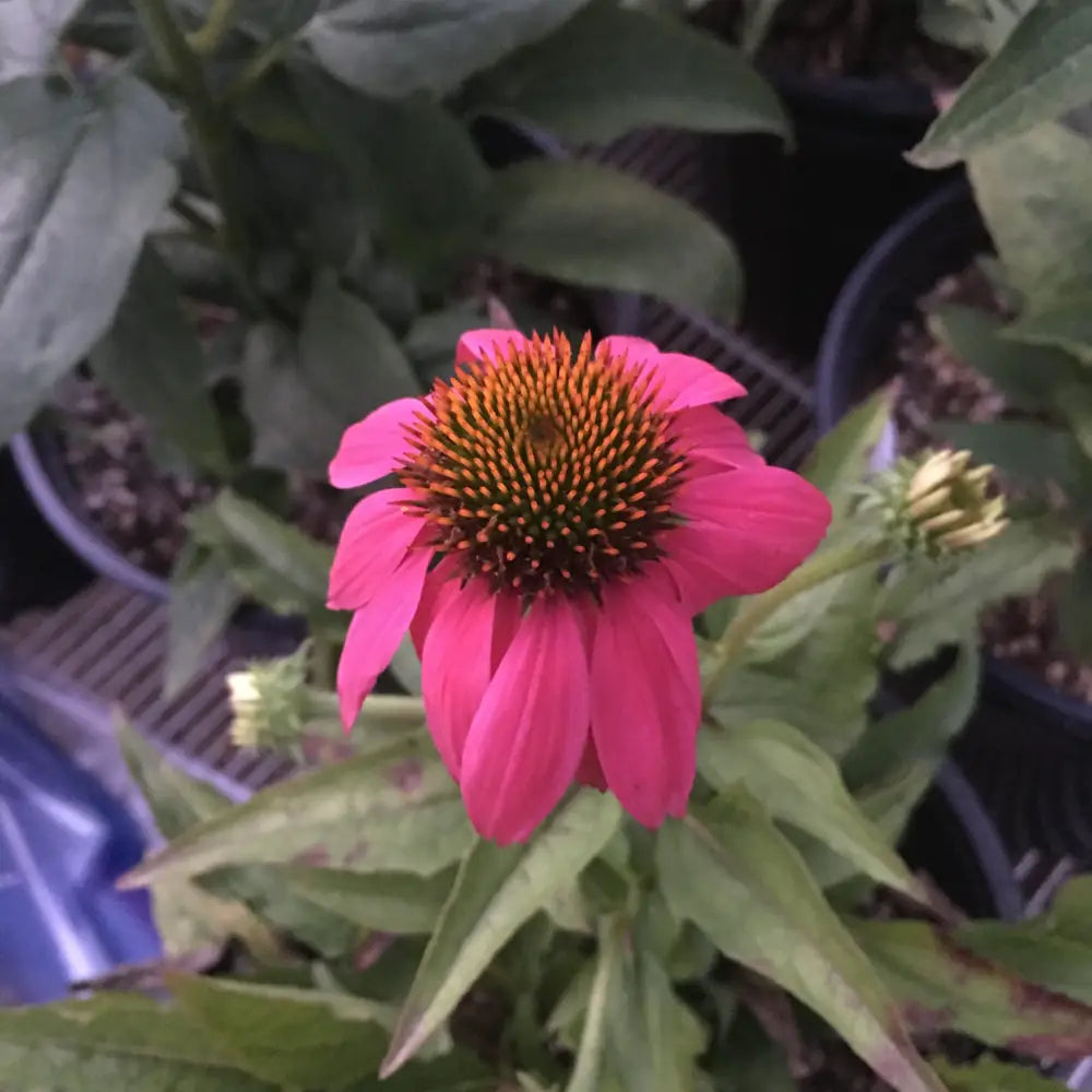 PowWow® Wild Berry Echinacea Coneflower Perennial
