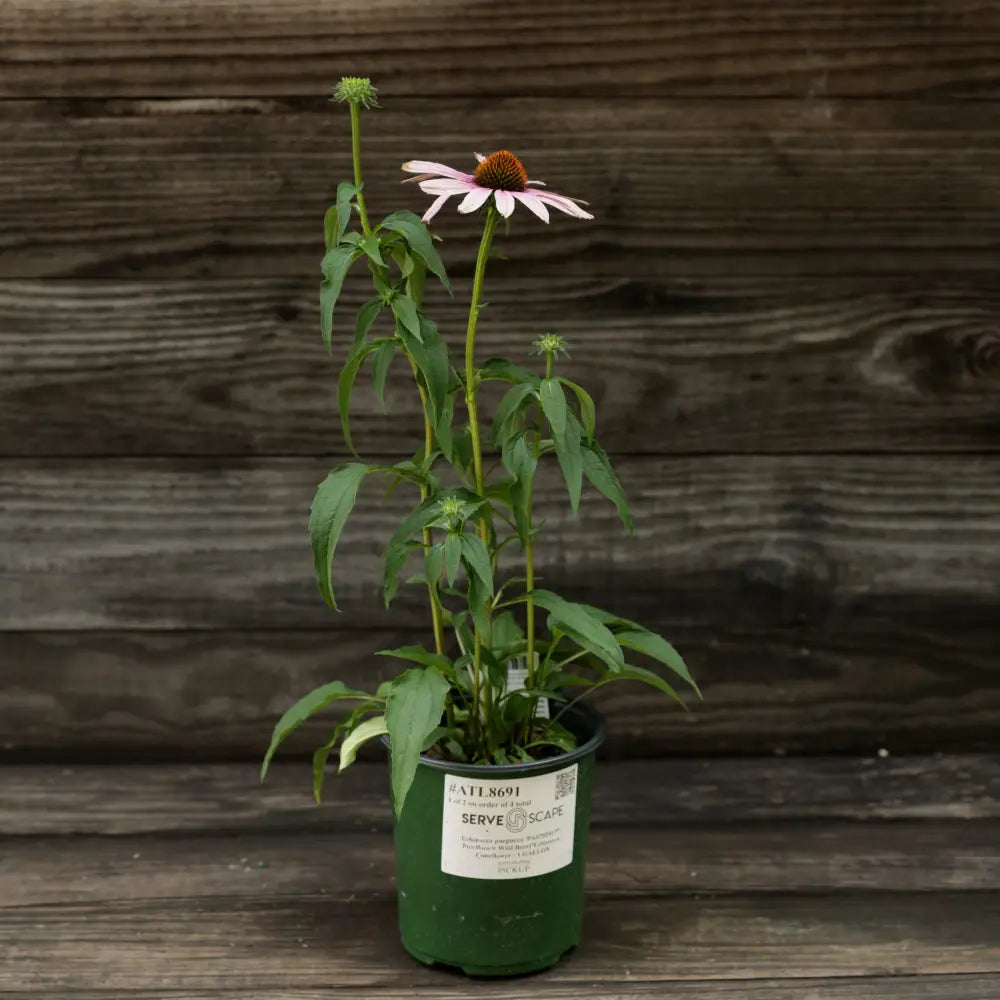 PowWow® Wild Berry Echinacea Coneflower Perennial